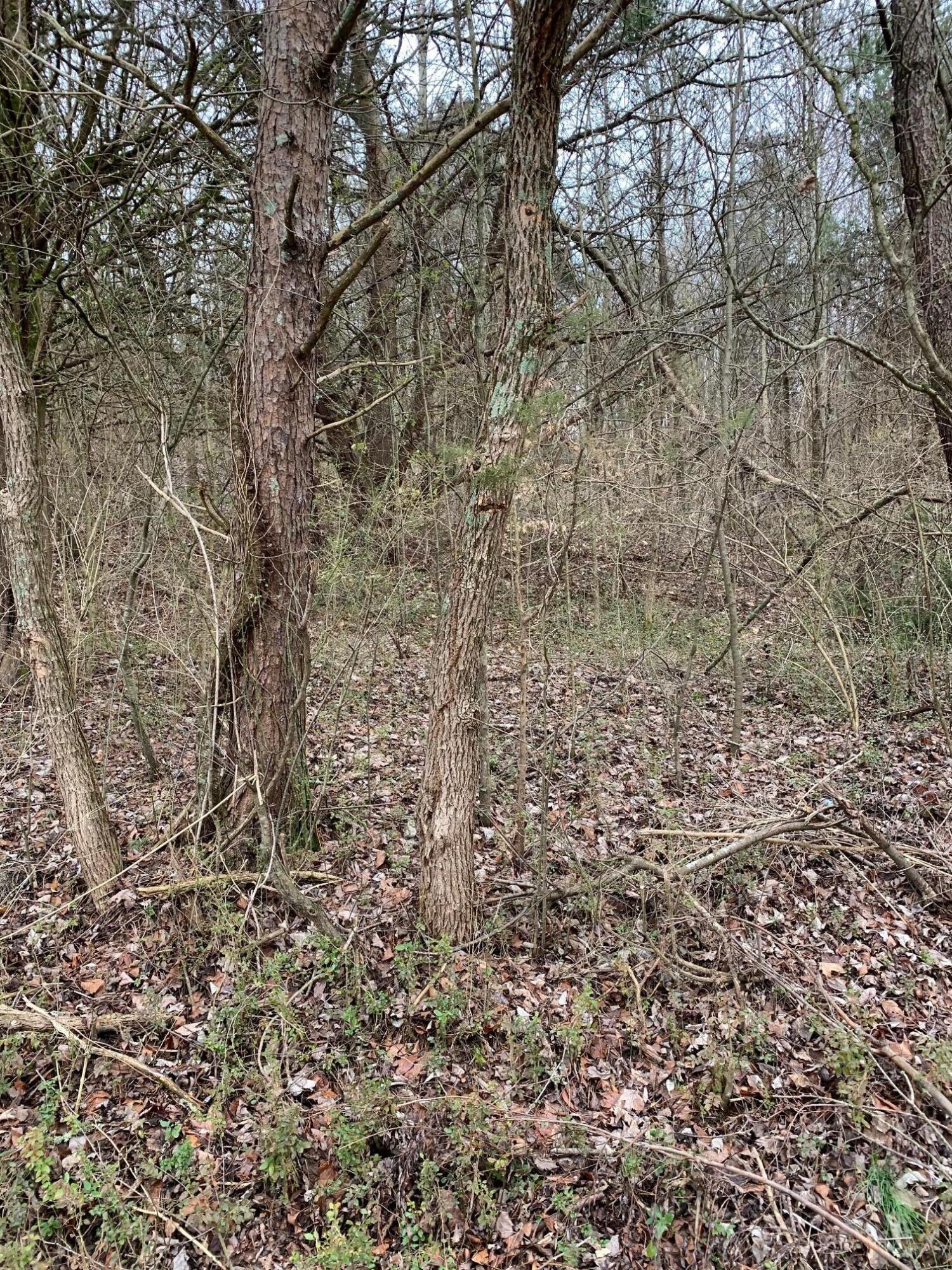 Lot 9 Brantley Acres Road Speedwell, TN 37870 - Photo 8 of 11 IMG_7436