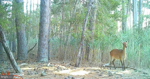 $375,000 | Brady Todd Road, Crocheron, MD 21627