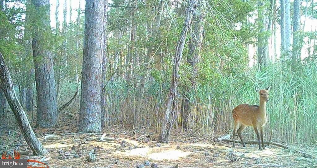 Brady Todd Road Crocheron, MD 21627 - Photo 101 of 111 a backyard of a house with large trees and wooden fence