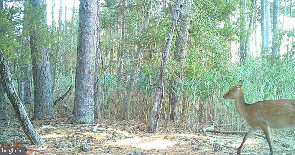 Brady Todd Road Crocheron, MD 21627 - Photo 102 of 111 a view of a yard with a tree
