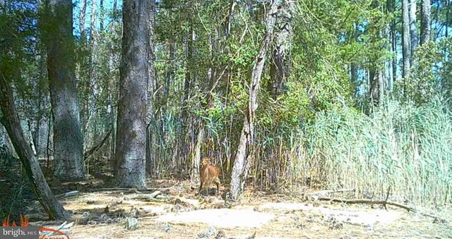 $375,000 | Brady Todd Road, Crocheron, MD 21627