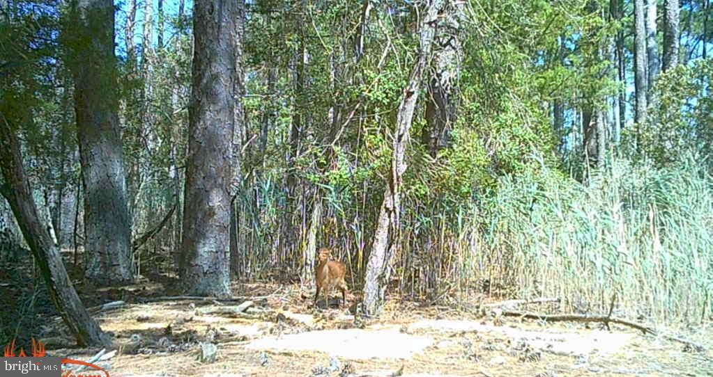 Brady Todd Road Crocheron, MD 21627 - Photo 103 of 111 a view of a backyard of the house