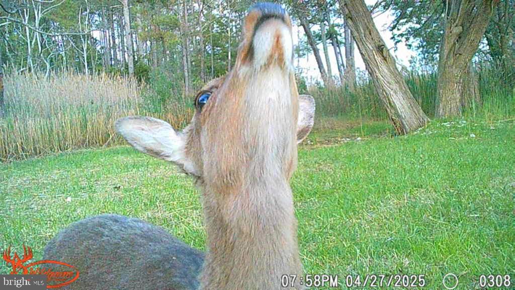 Brady Todd Road Crocheron, MD 21627 - Photo 105 of 111 a view of a backyard