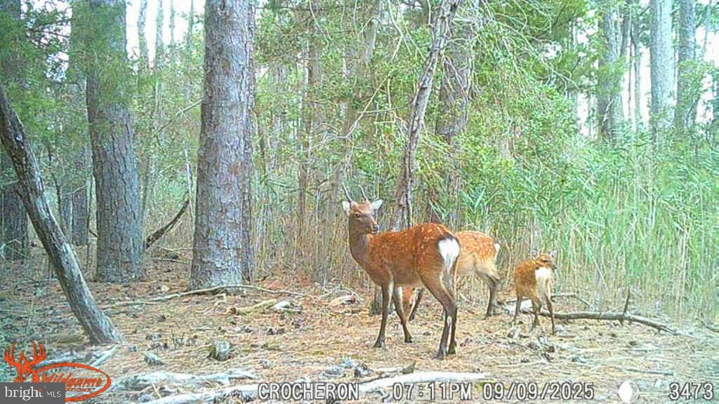 Brady Todd Road Crocheron, MD 21627 - Photo 106 of 111 a backyard of a house with table and chairs