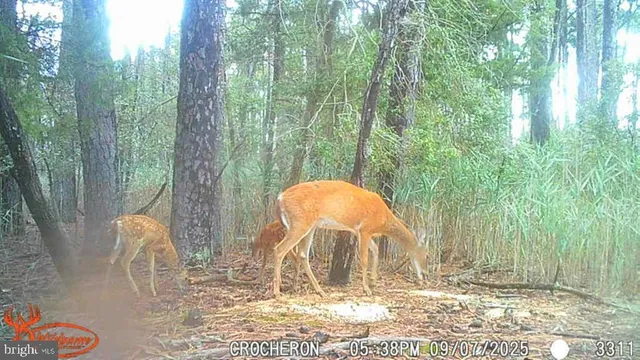 a view of a lush green forest with lots of trees