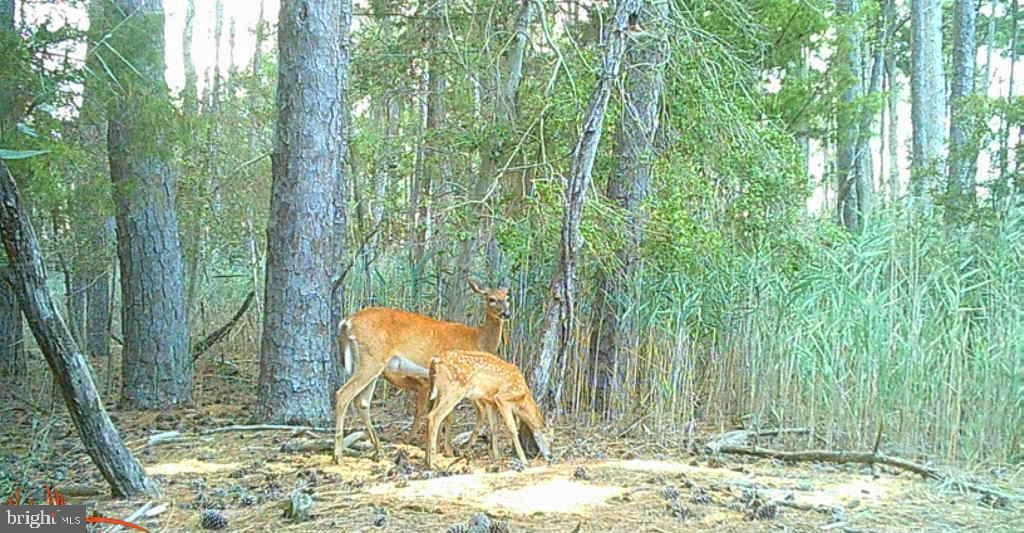 Brady Todd Road Crocheron, MD 21627 - Photo 13 of 111 a backyard of a house with table and chairs