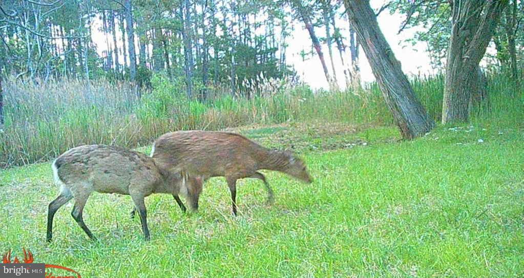 Brady Todd Road Crocheron, MD 21627 - Photo 14 of 111