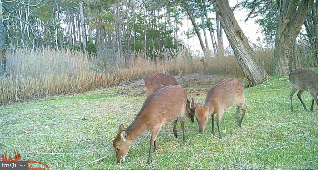 Brady Todd Road Crocheron, MD 21627 - Photo 15 of 111