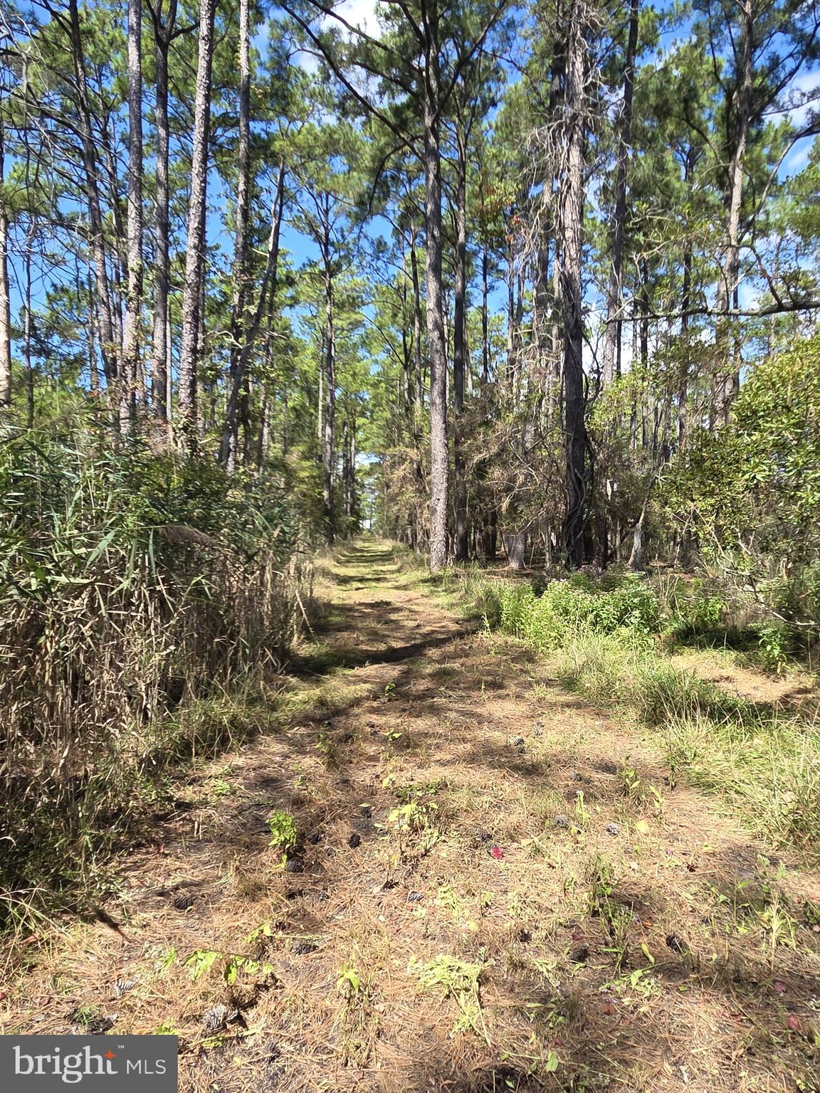 Brady Todd Road Crocheron, MD 21627 - Photo 18 of 111