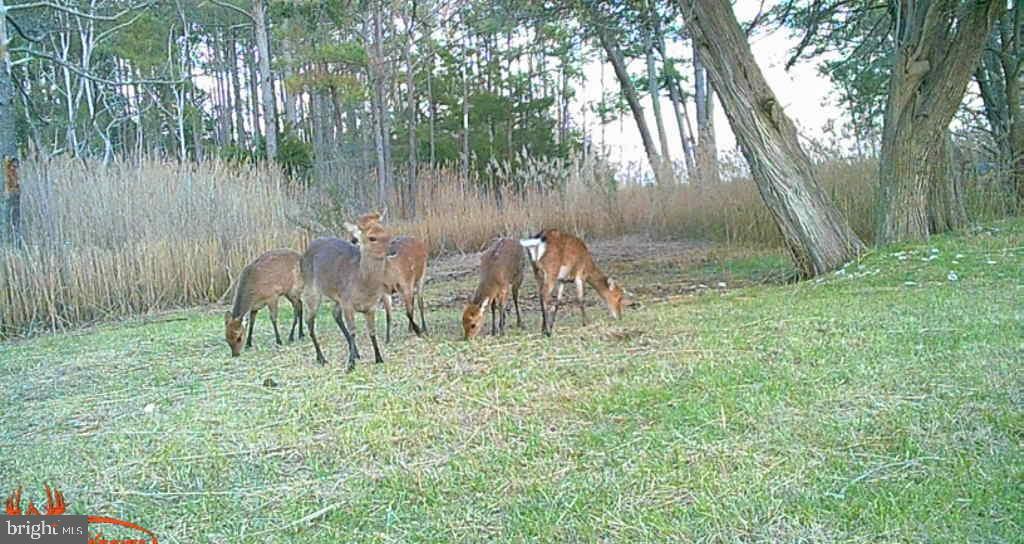 Brady Todd Road Crocheron, MD 21627 - Photo 2 of 111