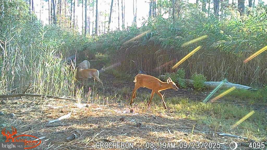 Brady Todd Road Crocheron, MD 21627 - Photo 21 of 111 a backyard of a house with table and chairs