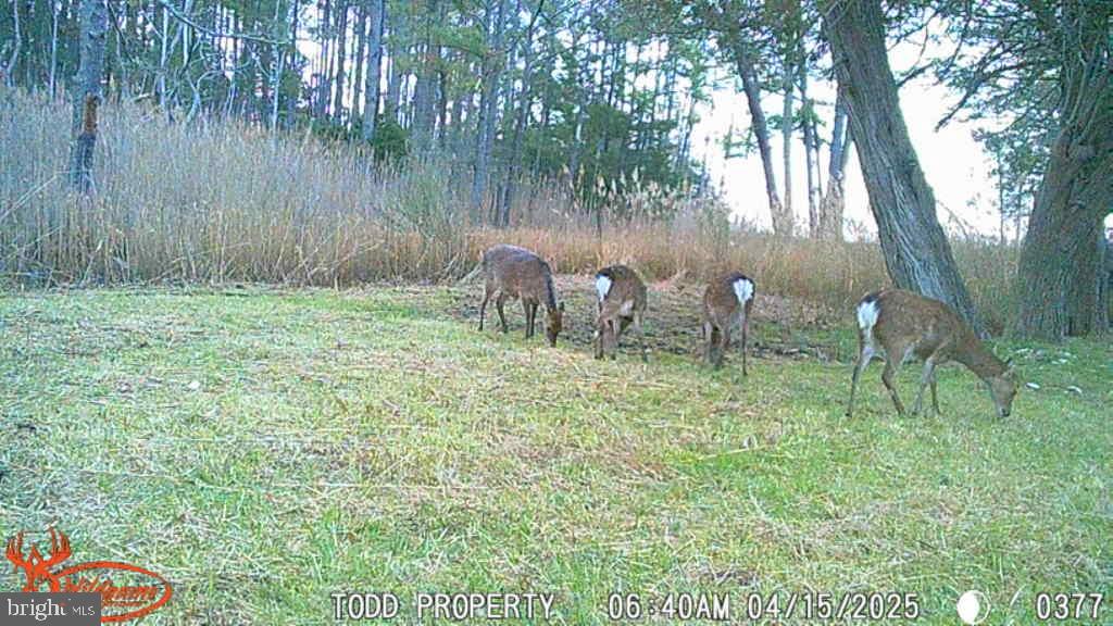 Brady Todd Road Crocheron, MD 21627 - Photo 3 of 111 a backyard of a house with table and chairs