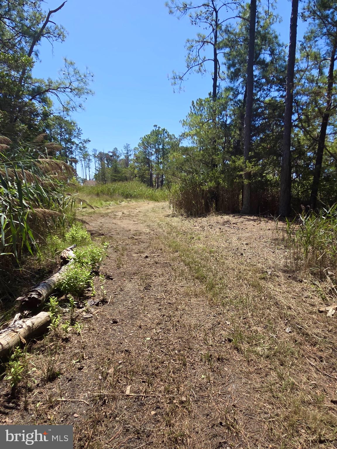 Brady Todd Road Crocheron, MD 21627 - Photo 39 of 111 a view of a yard with a tree