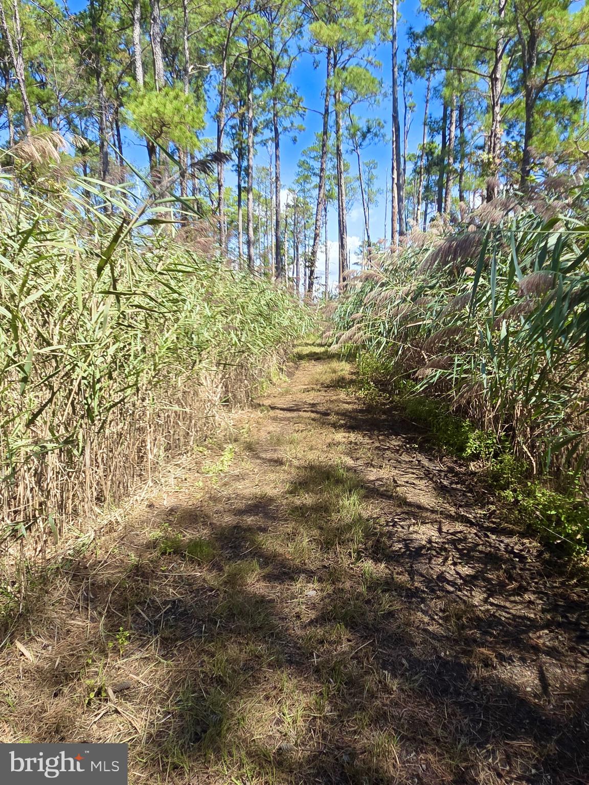 Brady Todd Road Crocheron, MD 21627 - Photo 45 of 111