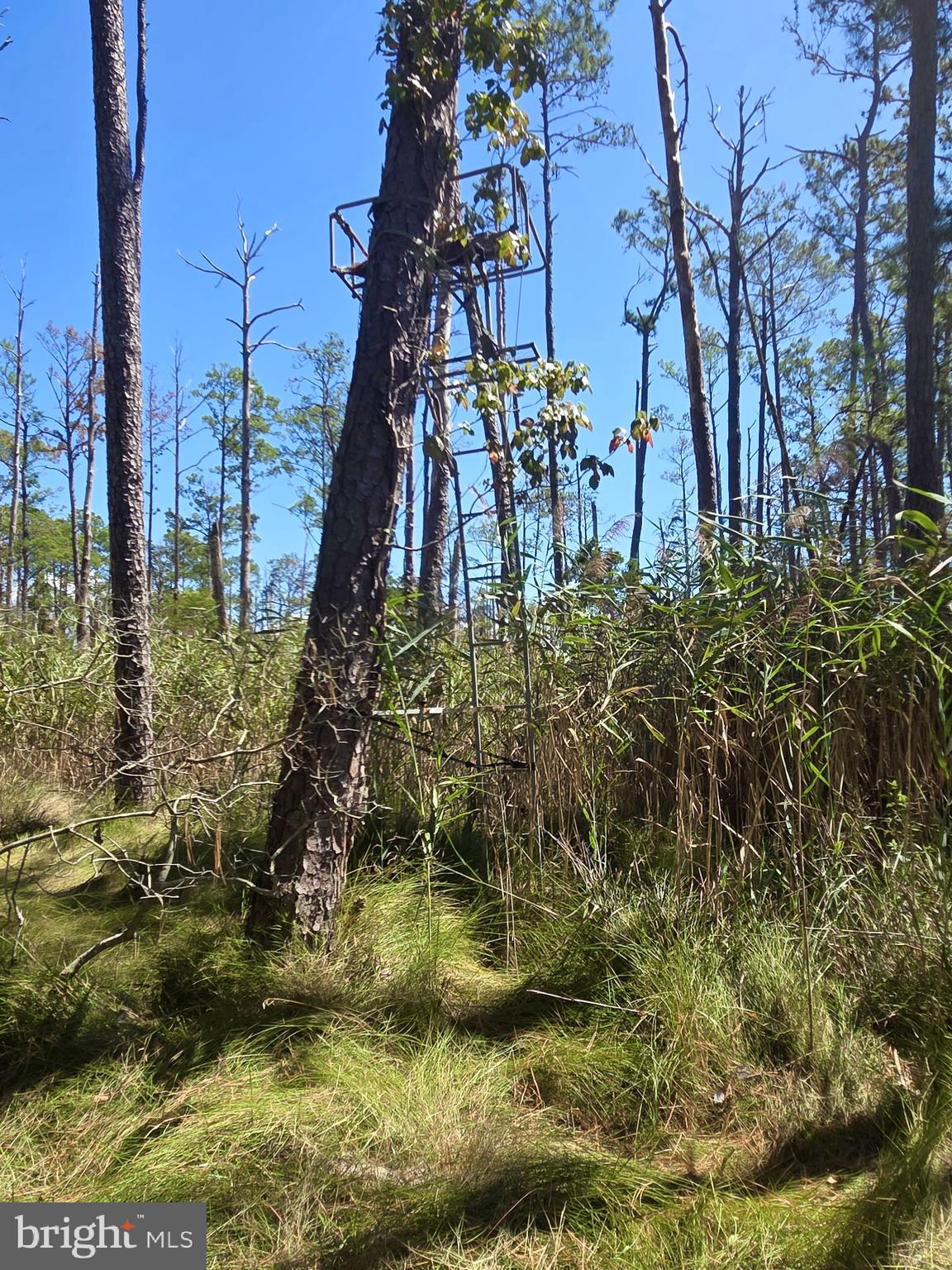 Brady Todd Road Crocheron, MD 21627 - Photo 47 of 111