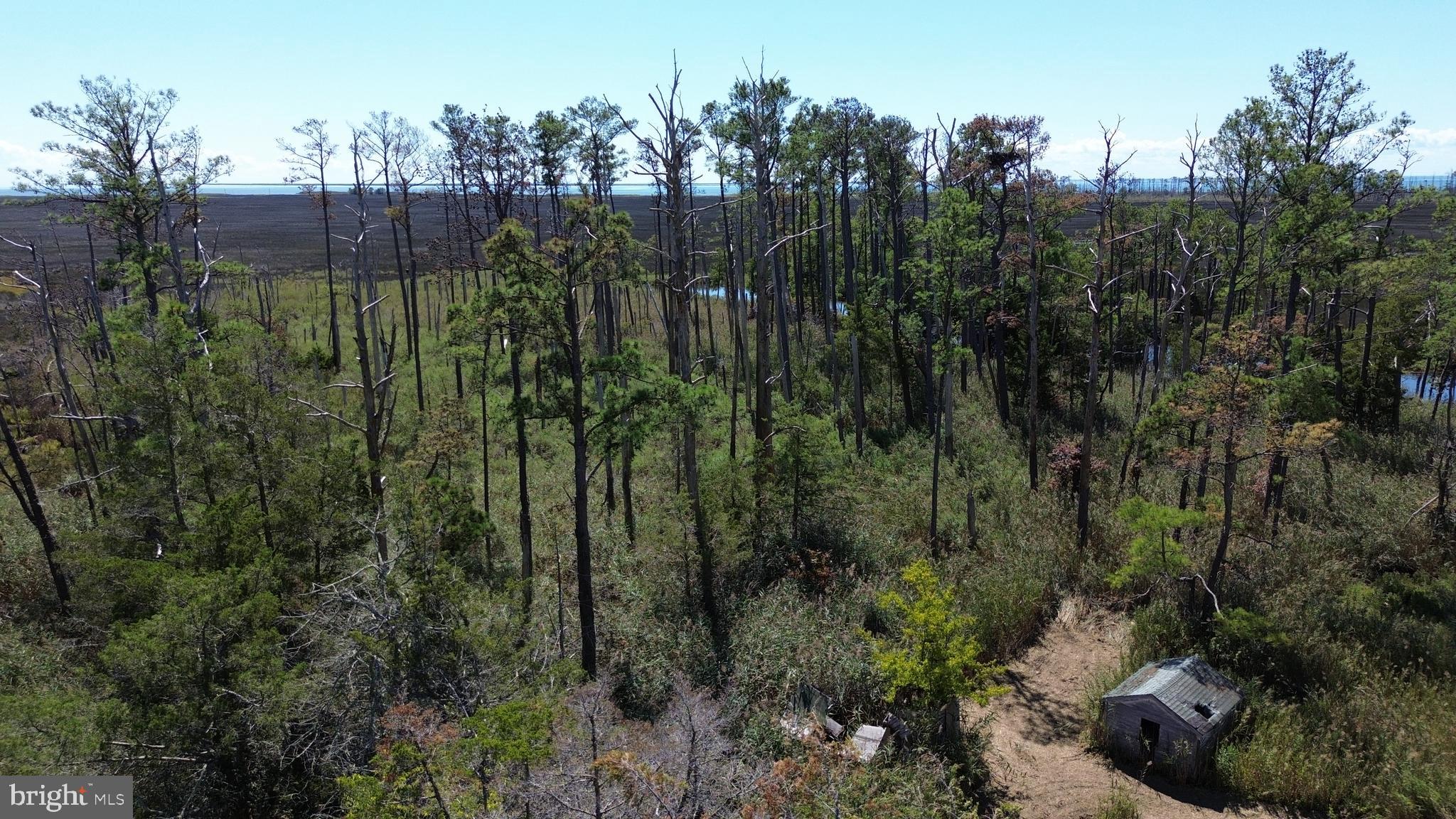 Brady Todd Road Crocheron, MD 21627 - Photo 70 of 111 a view of a lush green forest with lots of trees