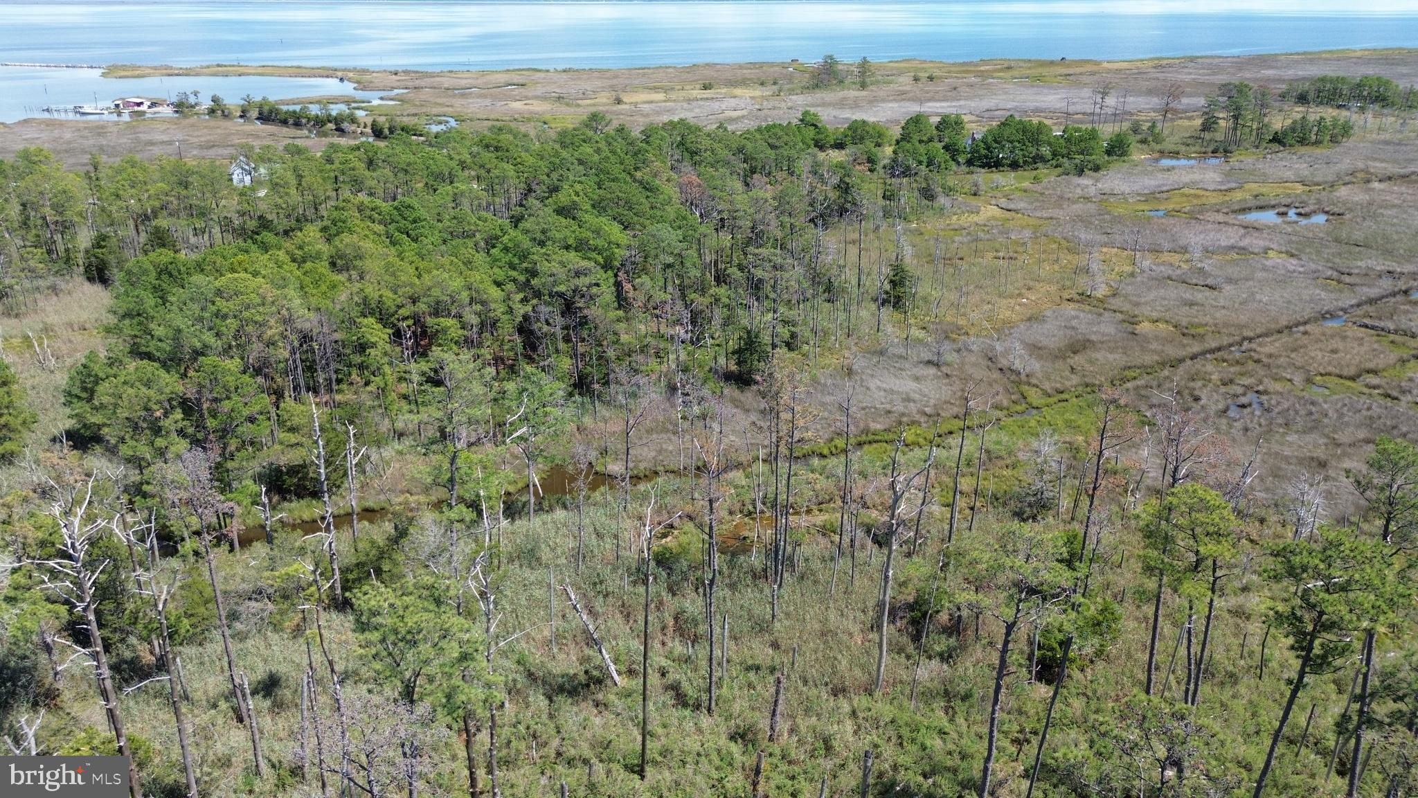 Brady Todd Road Crocheron, MD 21627 - Photo 77 of 111 a view of a field with a lush green forest