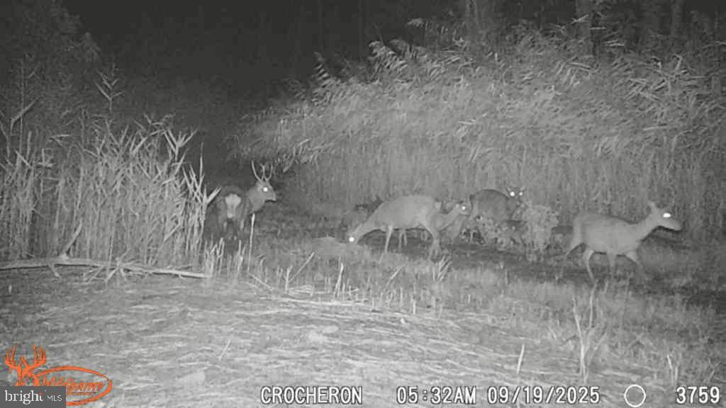 Brady Todd Road Crocheron, MD 21627 - Photo 8 of 111