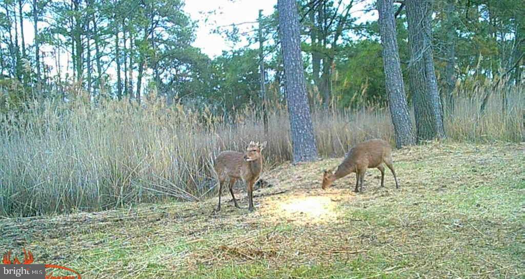Brady Todd Road Crocheron, MD 21627 - Photo 83 of 111 a view of swimming pool with a yard and large trees