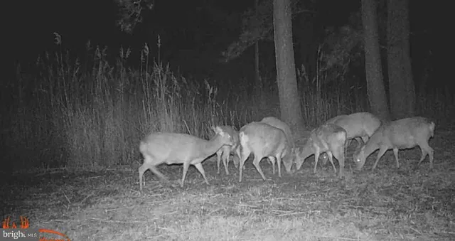 $375,000 | Brady Todd Road, Crocheron, MD 21627