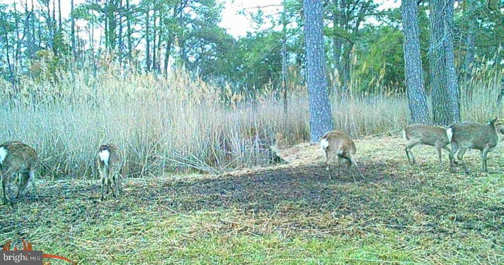 Brady Todd Road Crocheron, MD 21627 - Photo 85 of 111 a backyard of a house with lots of green space and trees