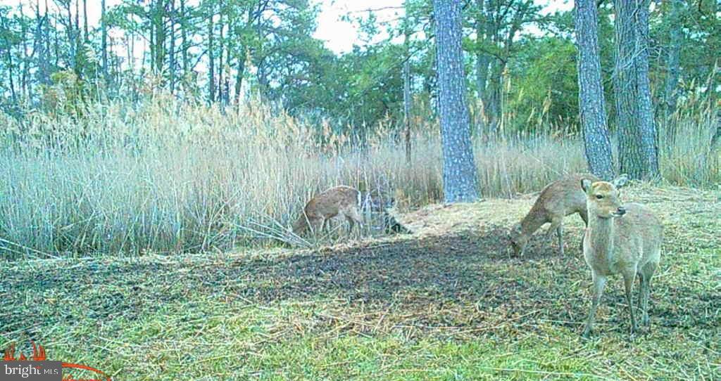 Brady Todd Road Crocheron, MD 21627 - Photo 86 of 111 a view of a yard with large trees