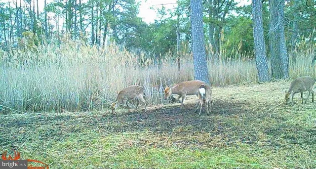 $375,000 | Brady Todd Road, Crocheron, MD 21627