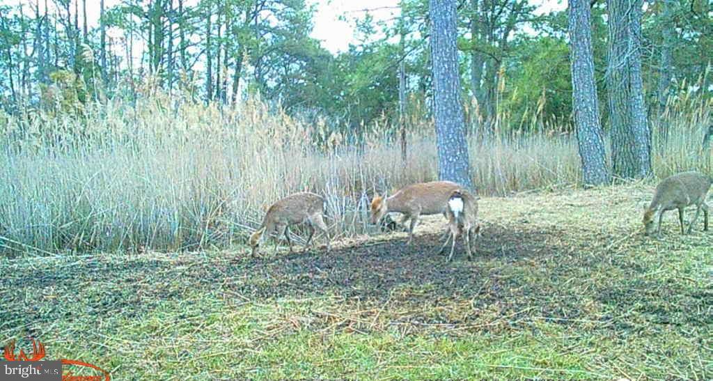 Brady Todd Road Crocheron, MD 21627 - Photo 87 of 111