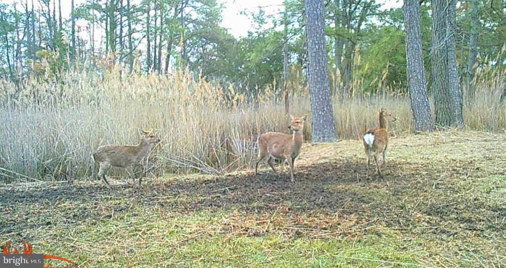 Brady Todd Road Crocheron, MD 21627 - Photo 88 of 111 a backyard of a house with table and chairs
