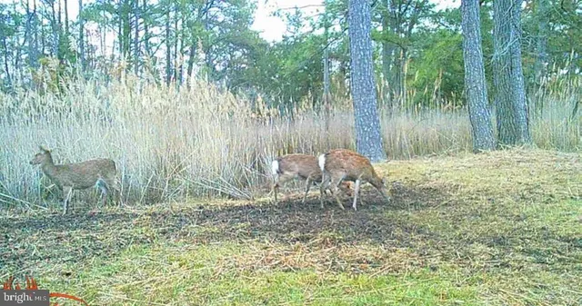 $375,000 | Brady Todd Road, Crocheron, MD 21627