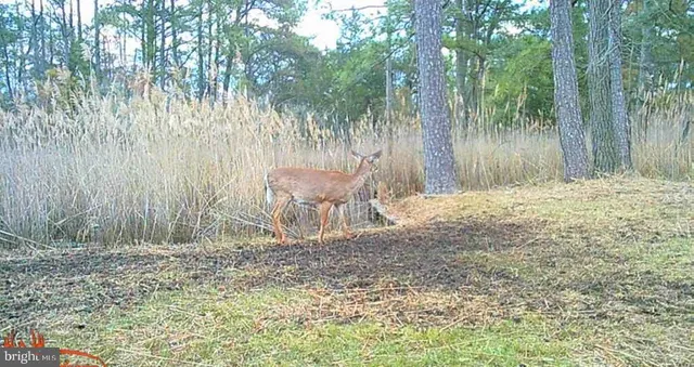$375,000 | Brady Todd Road, Crocheron, MD 21627