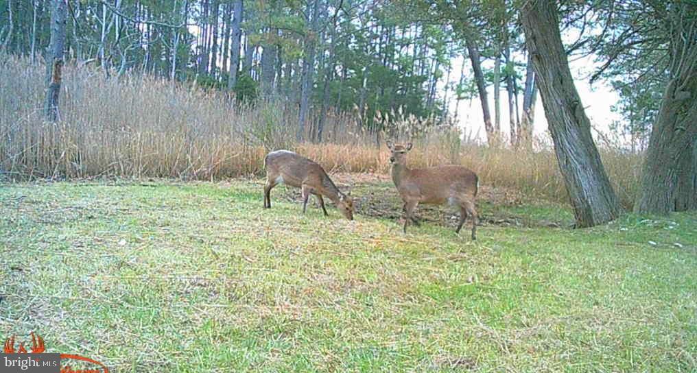 Brady Todd Road Crocheron, MD 21627 - Photo 93 of 111