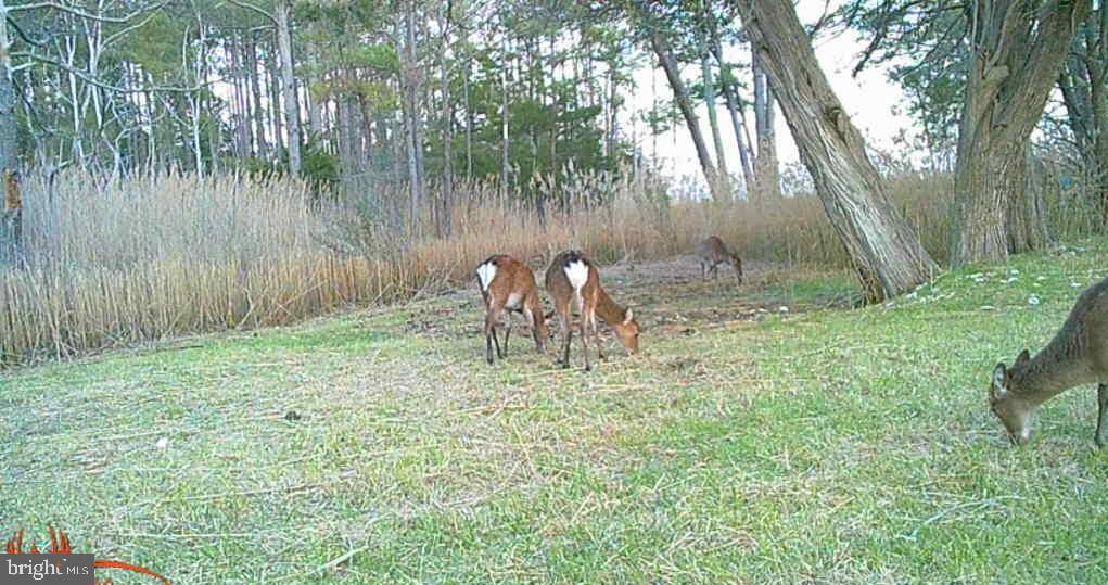 Brady Todd Road Crocheron, MD 21627 - Photo 94 of 111 a backyard of a house with table and chairs