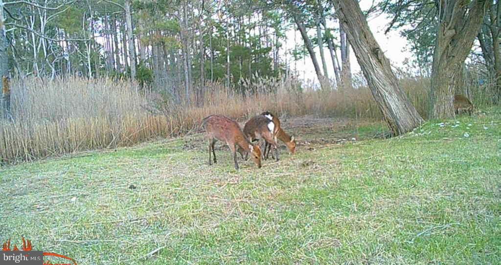 Brady Todd Road Crocheron, MD 21627 - Photo 95 of 111 a backyard of a house with table and chairs