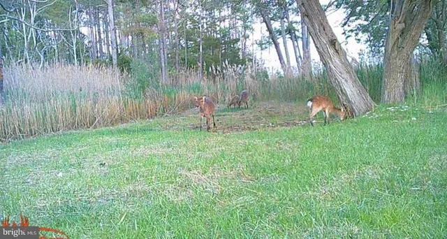 $375,000 | Brady Todd Road, Crocheron, MD 21627