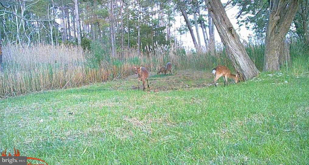 Brady Todd Road Crocheron, MD 21627 - Photo 96 of 111 a backyard of a house with lots of plants and large tree