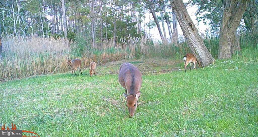 Brady Todd Road Crocheron, MD 21627 - Photo 97 of 111