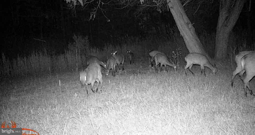 Brady Todd Road Crocheron, MD 21627 - Photo 98 of 111