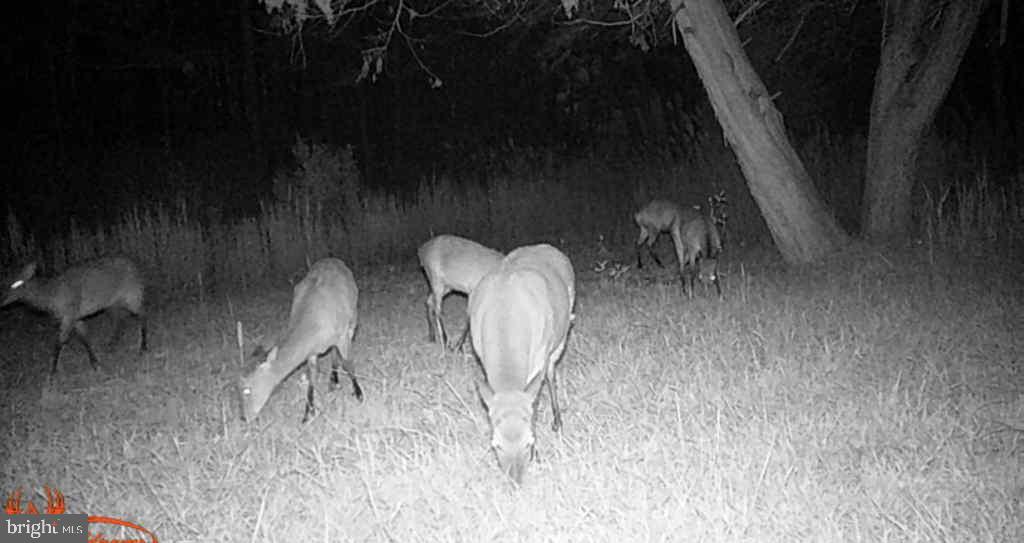 Brady Todd Road Crocheron, MD 21627 - Photo 99 of 111