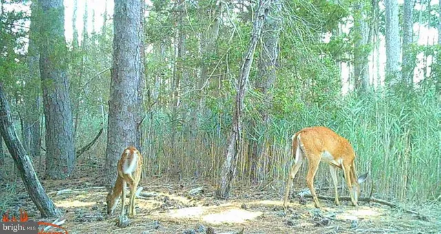 $375,000 | Brady Todd Road, Crocheron, MD 21627