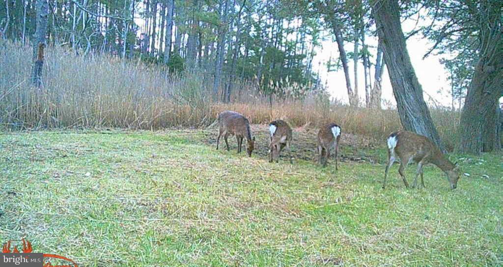 Brady Todd Road Crocheron, MD 21627 - Photo 10 of 111 a backyard of a house with table and chairs