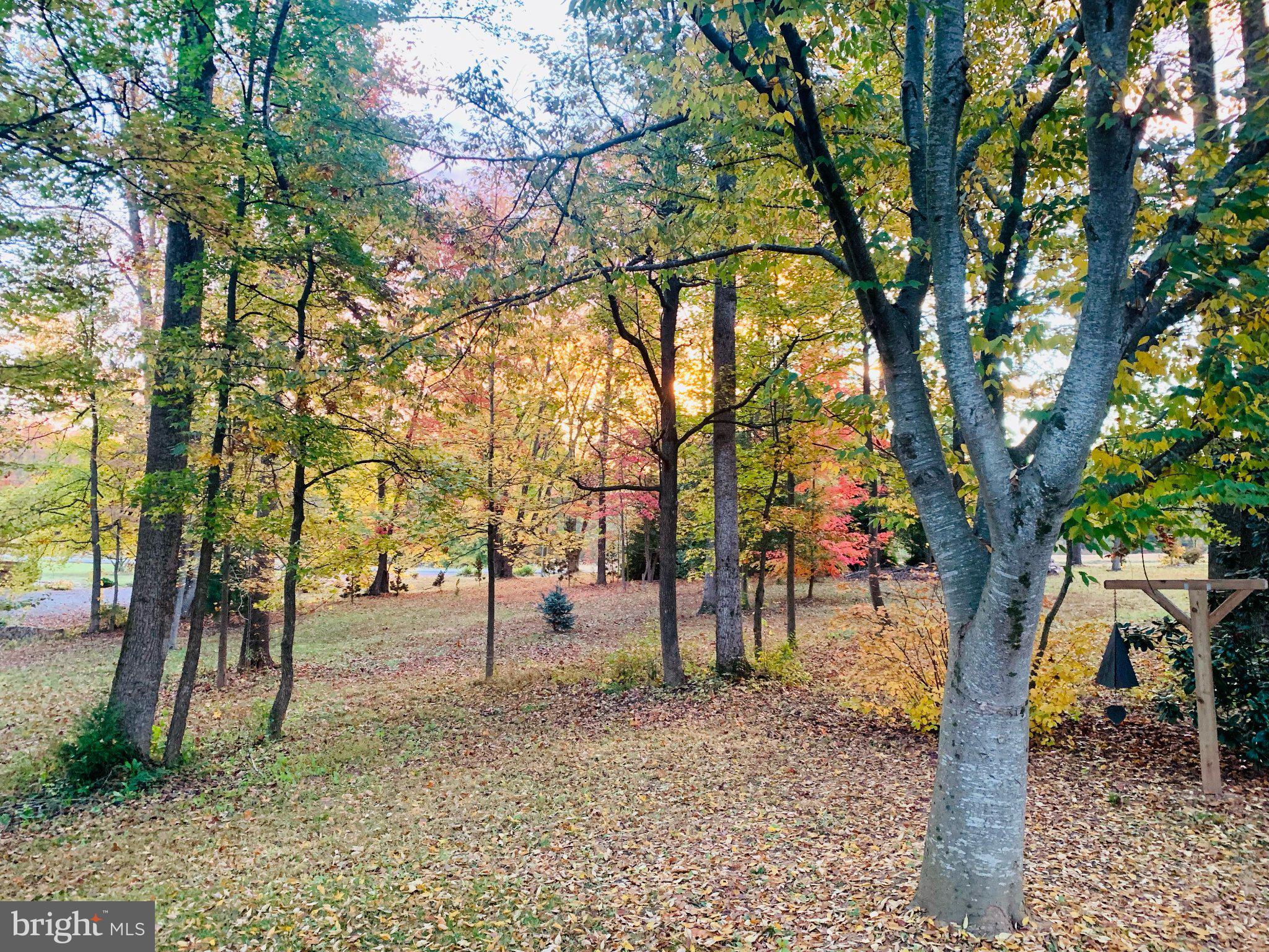 230 Richards Ferry Road Fredericksburg, VA 22406 - Photo 84 of 96 Autumn's embrace in a tranquil grove.