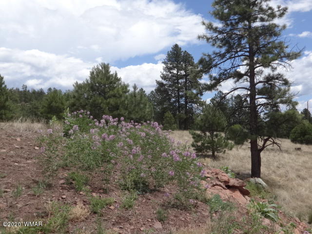 Lot 10 The Ranch Alpine, AZ 85920 - Photo 4 of 26