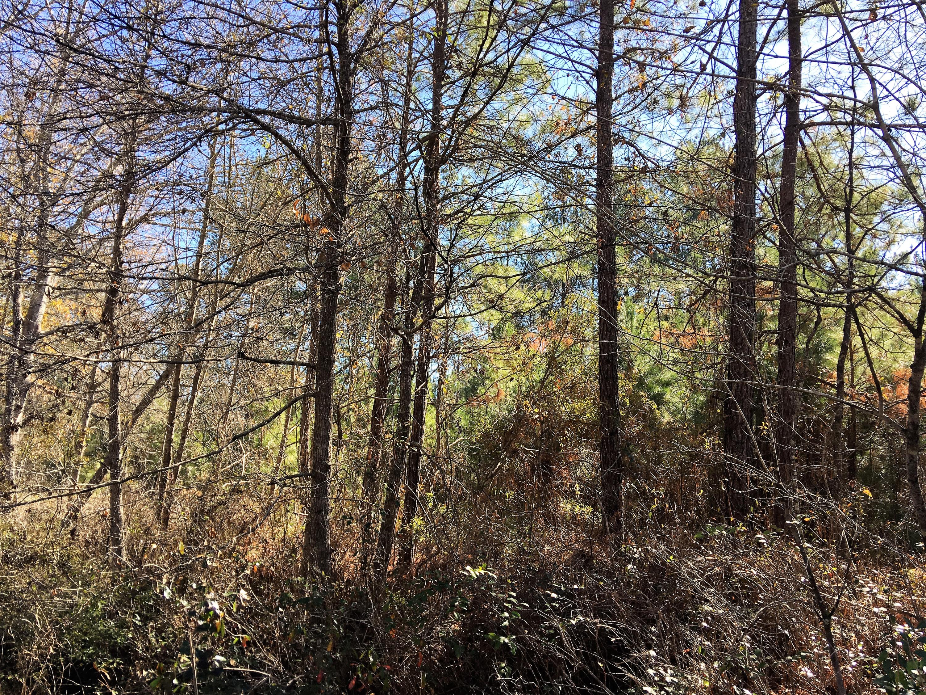 0 Mt Carmel Road Ruffin, SC 29475 - Photo 11 of 12 IMG_3819
