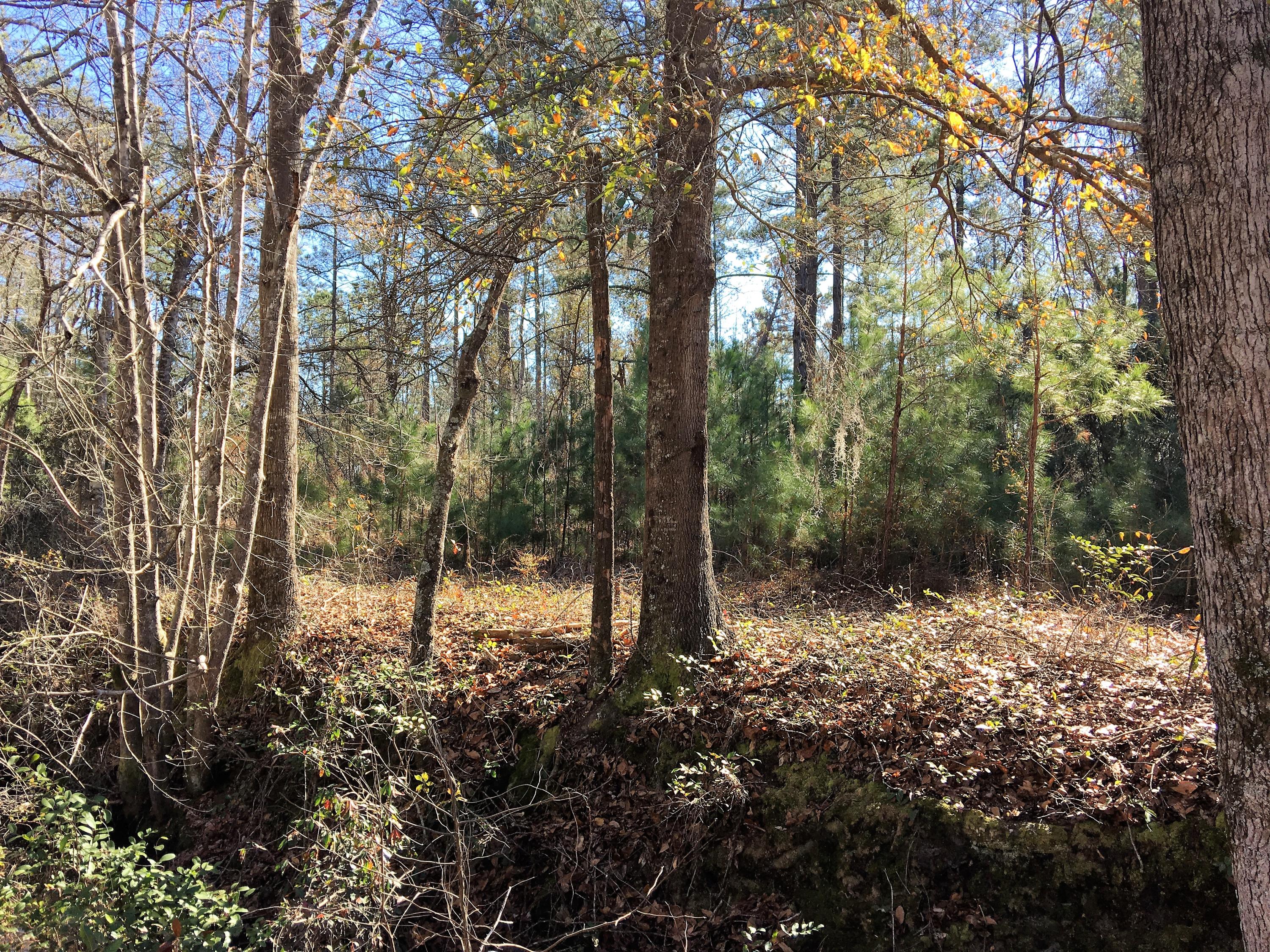 0 Mt Carmel Road Ruffin, SC 29475 - Photo 12 of 12 IMG_3820