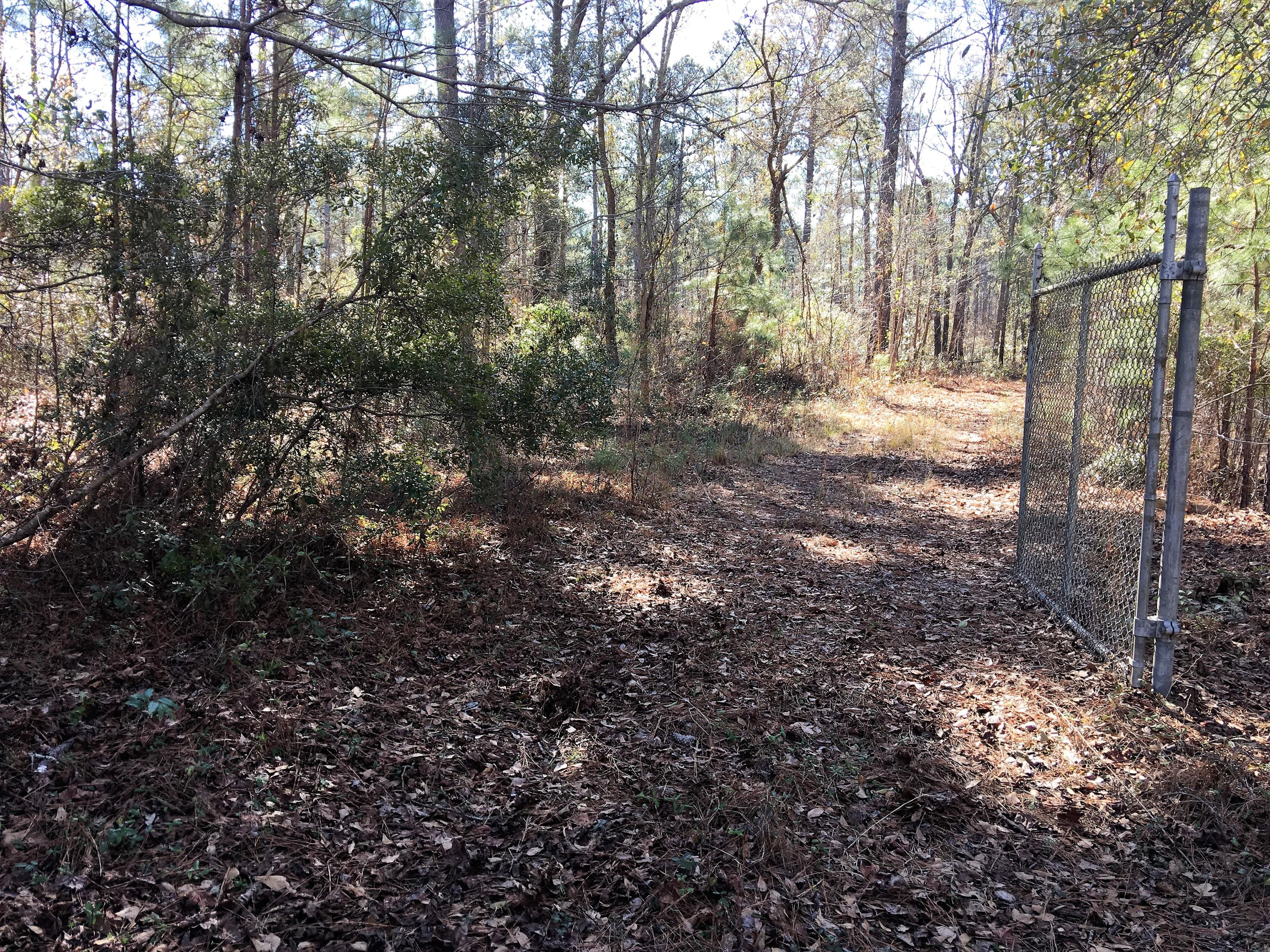 0 Mt Carmel Road Ruffin, SC 29475 - Photo 3 of 12 IMG_3823