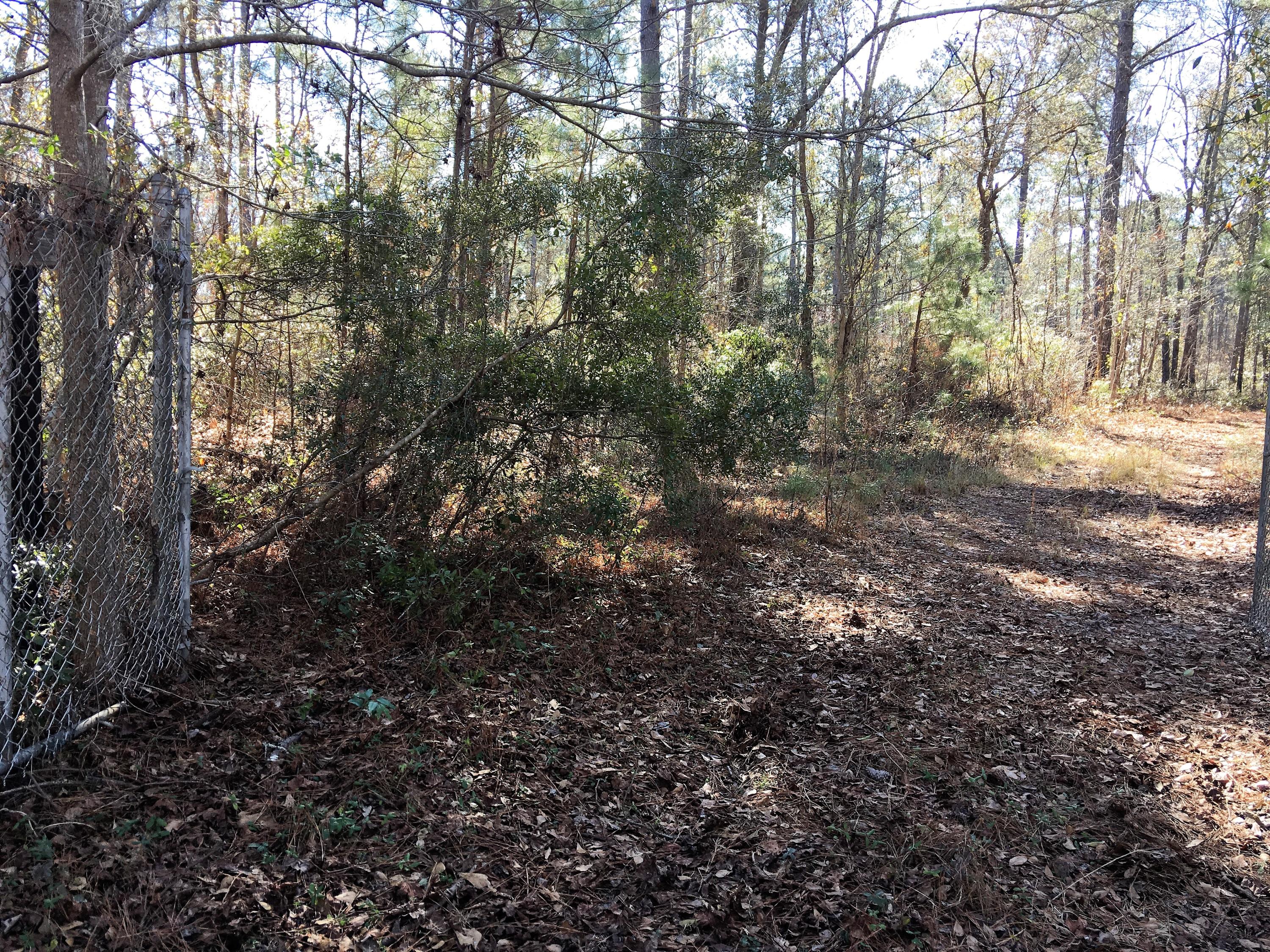 0 Mt Carmel Road Ruffin, SC 29475 - Photo 4 of 12 IMG_3822