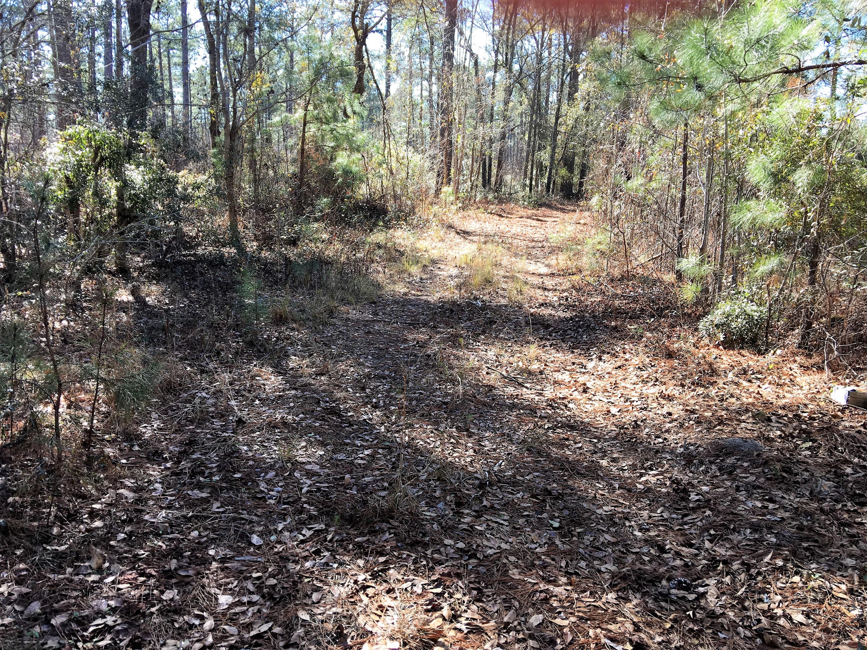 0 Mt Carmel Road Ruffin, SC 29475 - Photo 5 of 12 IMG_3827