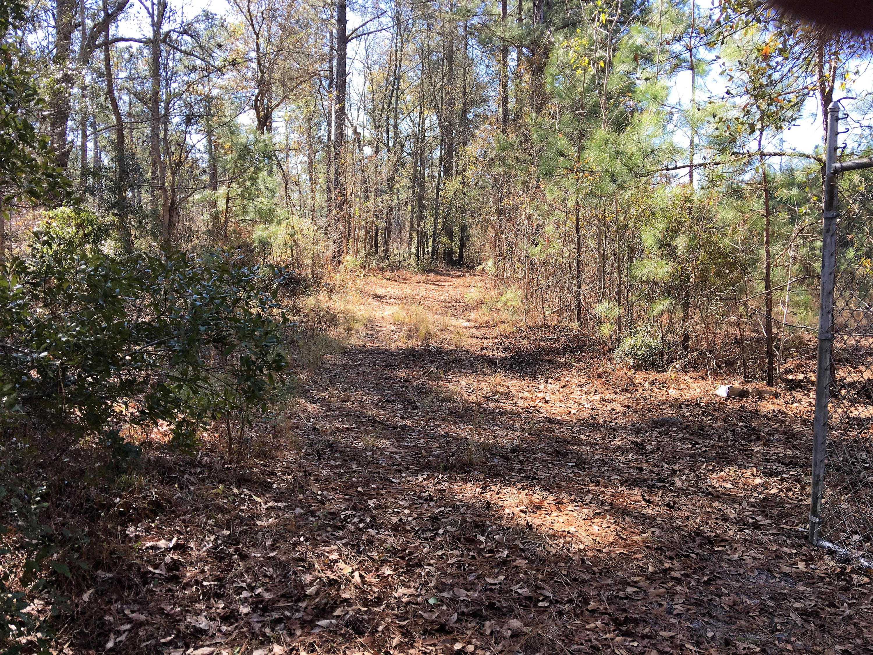 0 Mt Carmel Road Ruffin, SC 29475 - Photo 6 of 12 IMG_3824