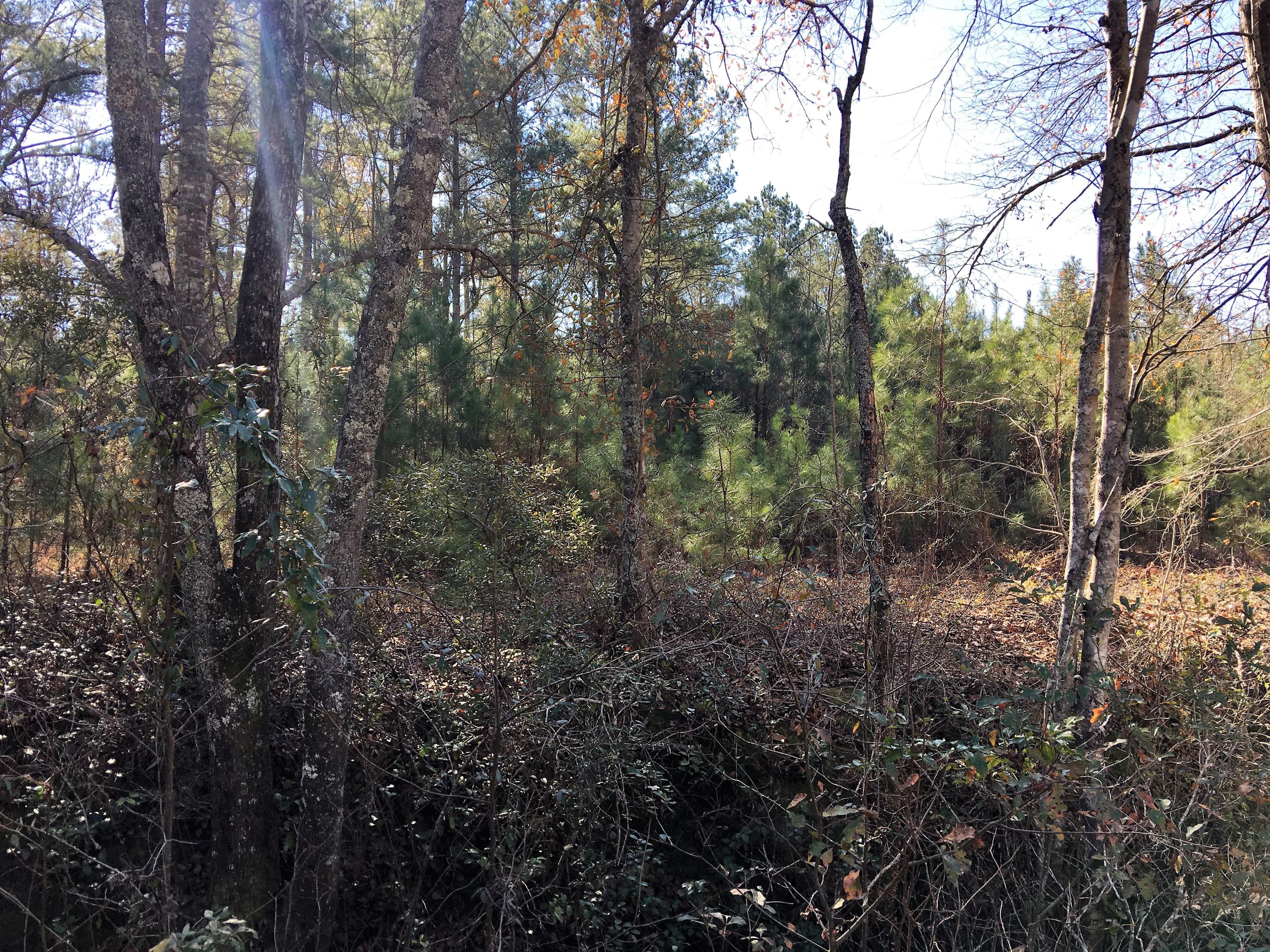0 Mt Carmel Road Ruffin, SC 29475 - Photo 8 of 12 IMG_3814